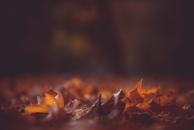 特写摄影褐色的叶子
